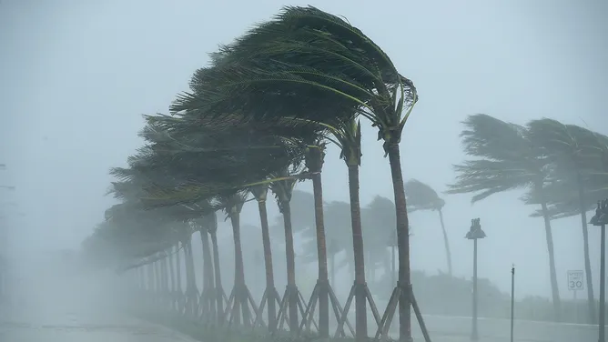 High winds from a severe storm showing palm trees bent by hurricane-force gusts